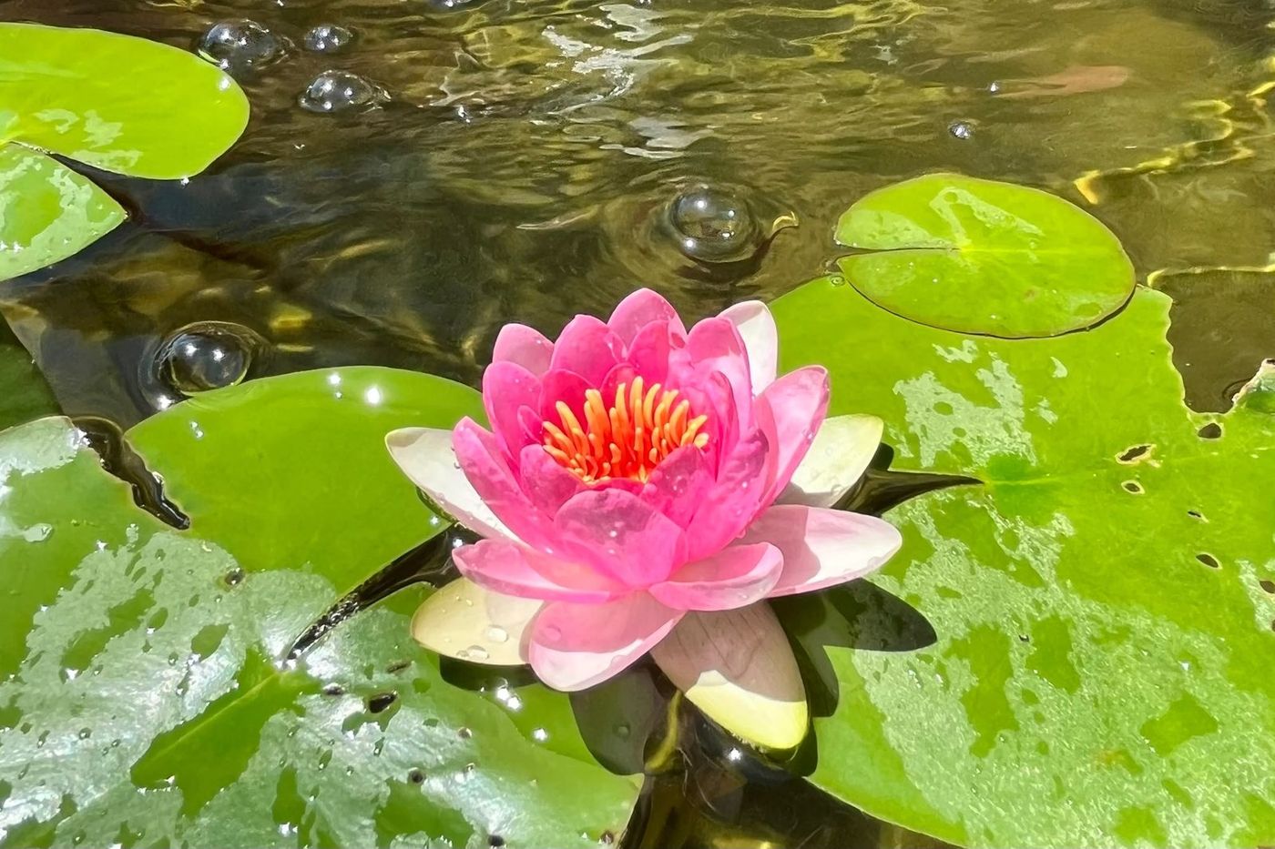 A water lily open on the pond